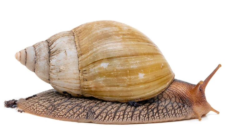 Velký šnek s hnědou skořápou na bílém pozadí.