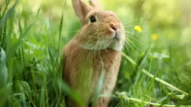 Hnědý králík stojí na mokré trávě v přírodě.