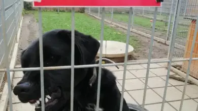 Černý pes stojí za plotem v ohradě.