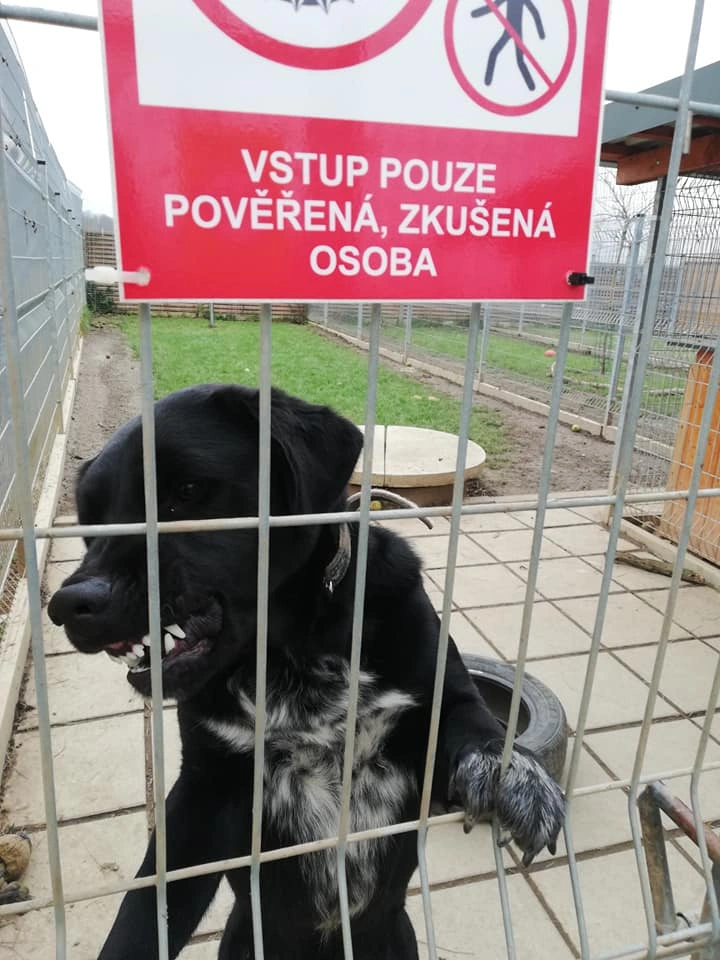 Černý pes stojí za plotem v ohradě.