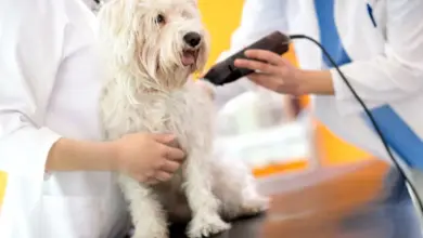Bílý štěně je ostřiháno elektrickým trimerem pod dohledem veterináře.