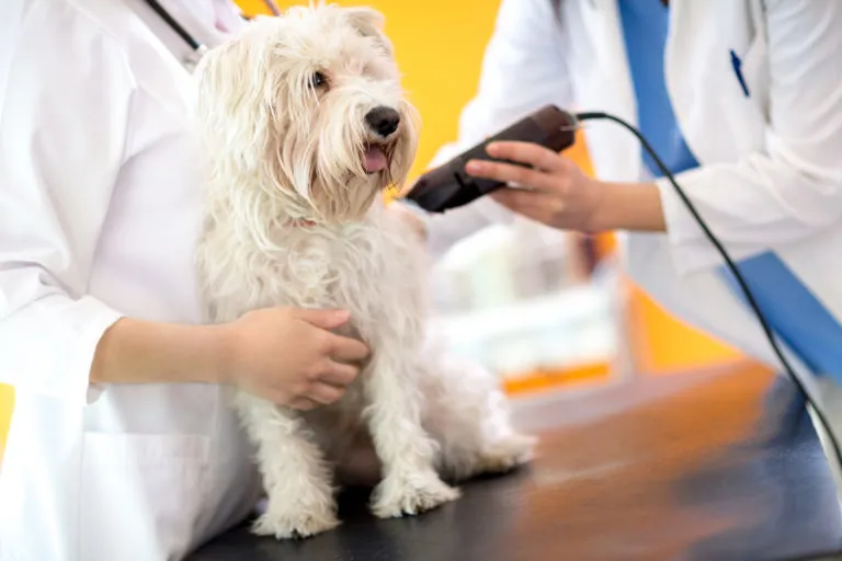 Bílý štěně je ostřiháno elektrickým trimerem pod dohledem veterináře.