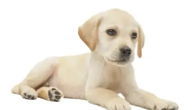 Štěně labradora ležící na bílém pozadí