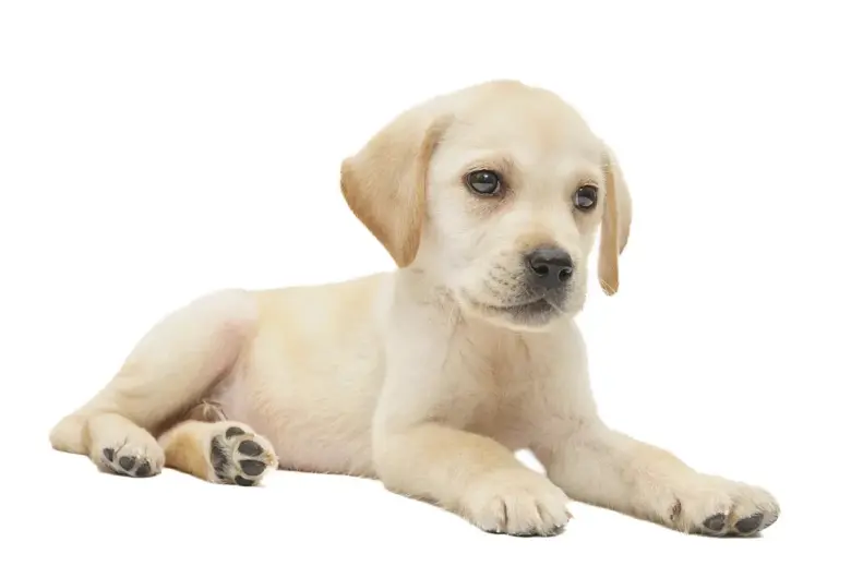 Štěně labradora ležící na bílém pozadí
