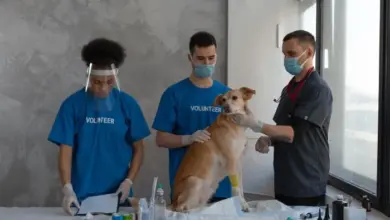 Veterinář připravuje psa na odběr krve s asistencí dobrovolníků.