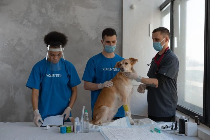 Veterinář připravuje psa na odběr krve s asistencí dobrovolníků.