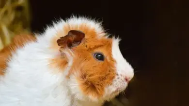 Blízký záběr na morčete s bílou a oranžovou srstí.