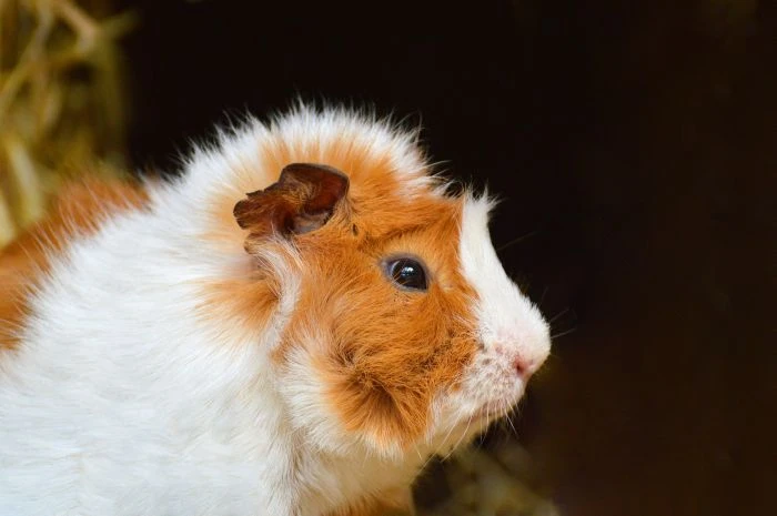 Blízký záběr na morčete s bílou a oranžovou srstí.