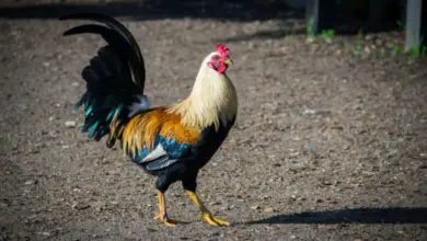 Kohout s barevným peřím stojí na zemi.
