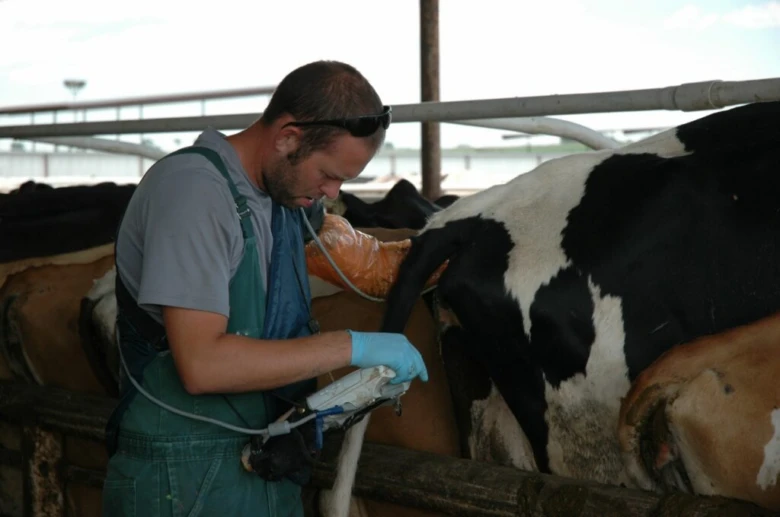 Farmař používá mlékařskou techniku na krávě v chovu.