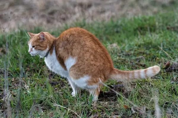 Oranžová kočka se v trávníku zadržuje na vyprazdňování.