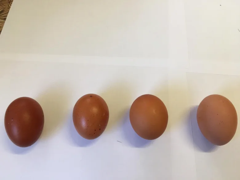 Čtyři hnědá slepičí vejce na bílém pozadí.