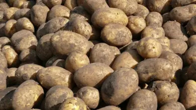 Hromada syrových brambor bez kůry na zemi.