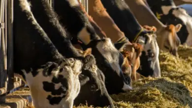 Krávy snědí sena v chovu na farmě.