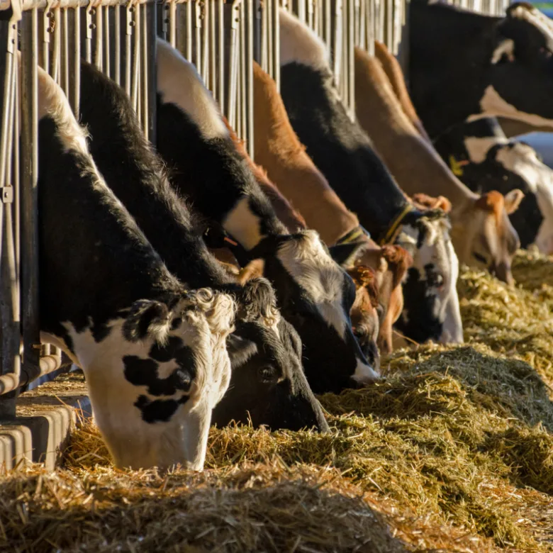Krávy snědí sena v chovu na farmě.