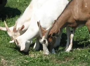 Dvě kozy se pasou na zelené trávě.