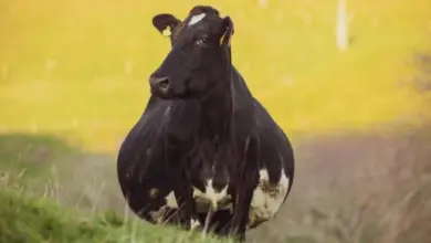 Březná kráva stojí na trávnaté svah v přírodě.