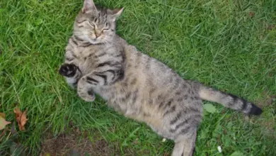 Kočka leží na trávě a vypadá zdravě.