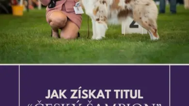 Kynolog ukazuje australského pastevce na výstavišti.