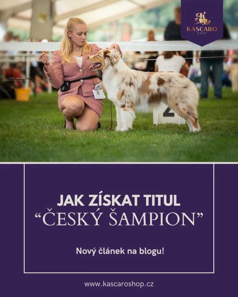 Kynolog ukazuje australského pastevce na výstavišti.