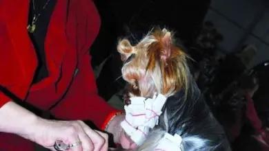 Žena stříhá srst yorkie s navijákami na zámku.