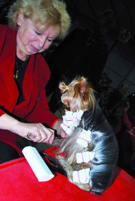 Žena stříhá srst yorkie s navijákami na zámku.