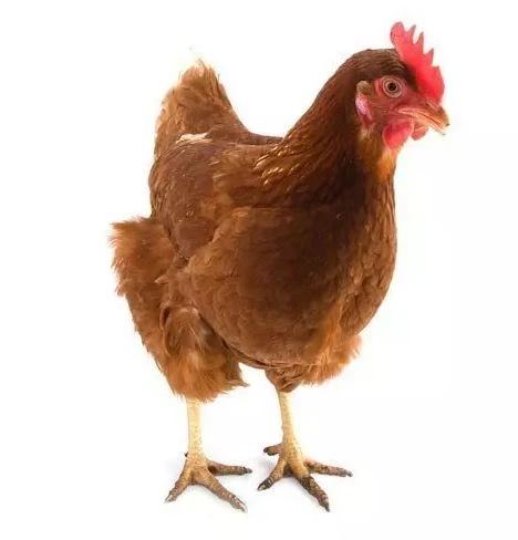 Hnědá slepice stojící na bílém pozadí.