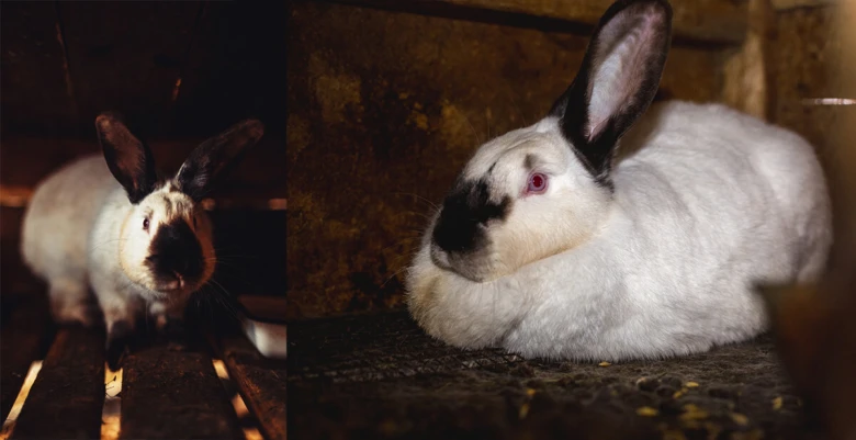 Dva kalifornští králíci v chovu na dřevěném podlaha.