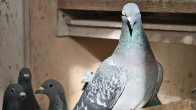 Šedý holub sedící na dřevěném hnízdě s ostatními holuby v pozadí.