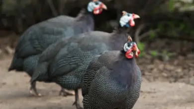 Tři perličky (guinejské kohouty) stojí na zemi v přírodě.