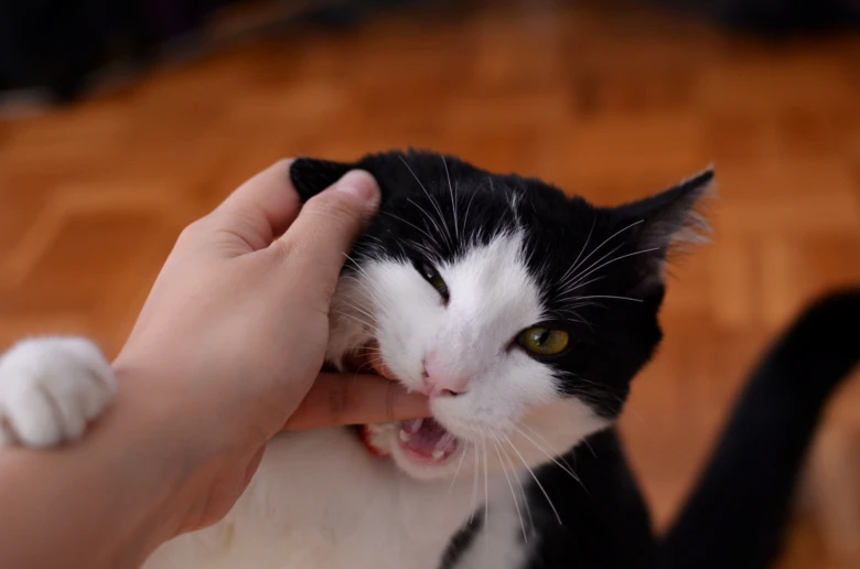 Černobílá kočka kousne prst majitele při mazlení.
