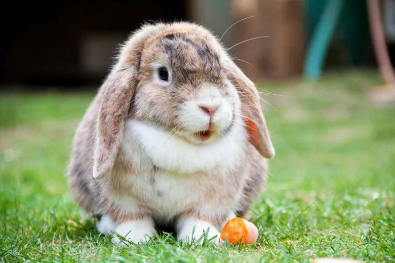 Králík sedí na trávě s mrkvou vedle sebe.