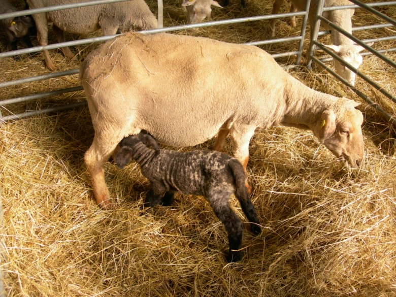 Jehně sání od matky na slámě v chovu