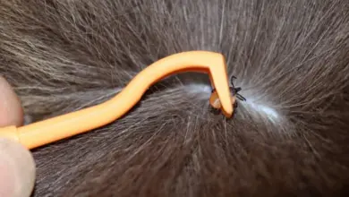 Oranžová nástroj pro vytažení klíště z srsti kočky.