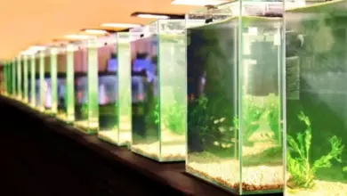 Řada akvárií s rostlinami a viditelným bílým usazením na skleněných stěnách.