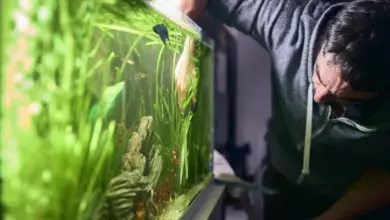 Muž čistí akvárium s rostlinami v domácnosti.