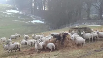 Stádo ovcí se krmit senem na pastvině