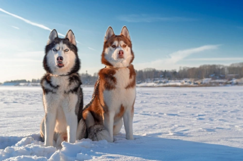 Dva huskies sedící na sněhu v zimním prostředí.