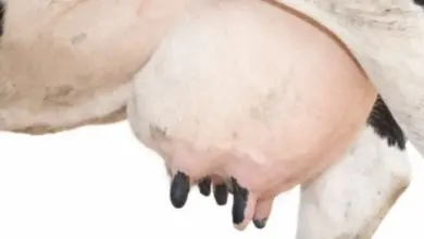 Blízký záběr na plný hřbet krávy s černými bradavkami.