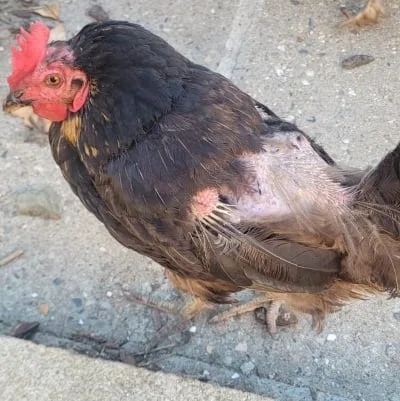 Kuřecí kura s holou kůží a chybějícíma peřími na boku.