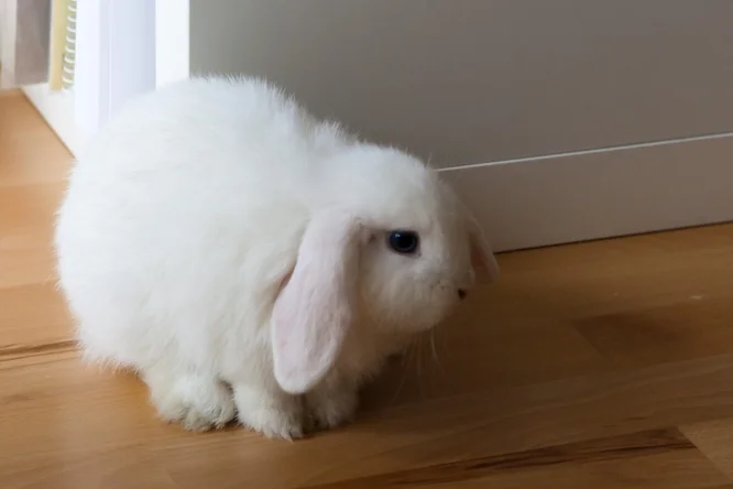 Bílý králík sedí na dřevěné podlaze v interiéru.