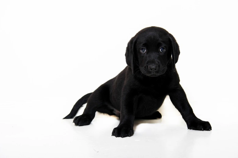 Černé štěně labradora sedící na bílém pozadí.