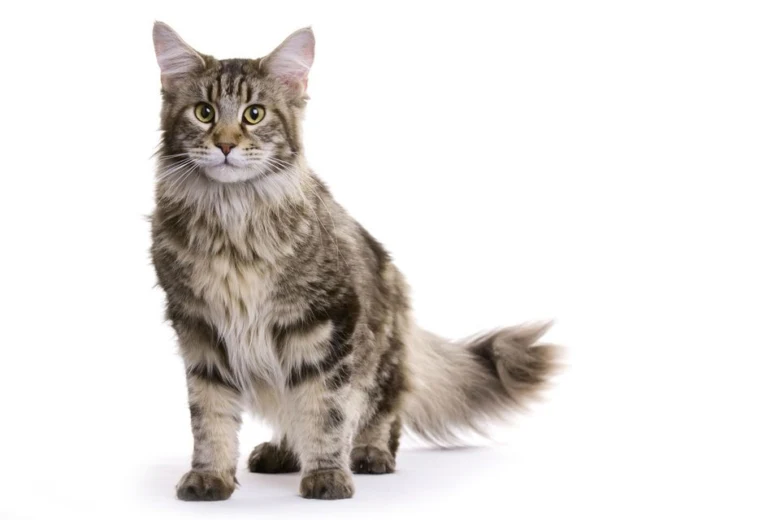 Hlavní kočka rasy Maine Coon sedící na bílém pozadí.