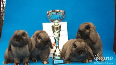 Čtyři hnědí králíci beran sedící vedle trofeje na modrém pozadí.