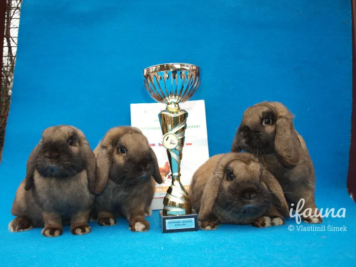 Čtyři hnědí králíci beran sedící vedle trofeje na modrém pozadí.