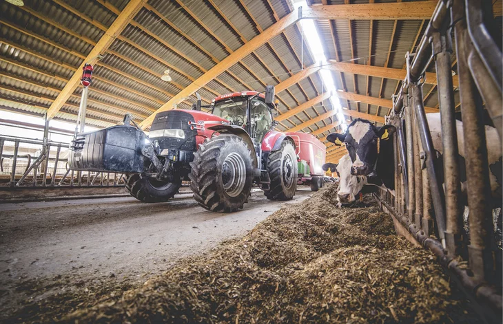 Traktor krmit senem krav v chlévě na farmě.