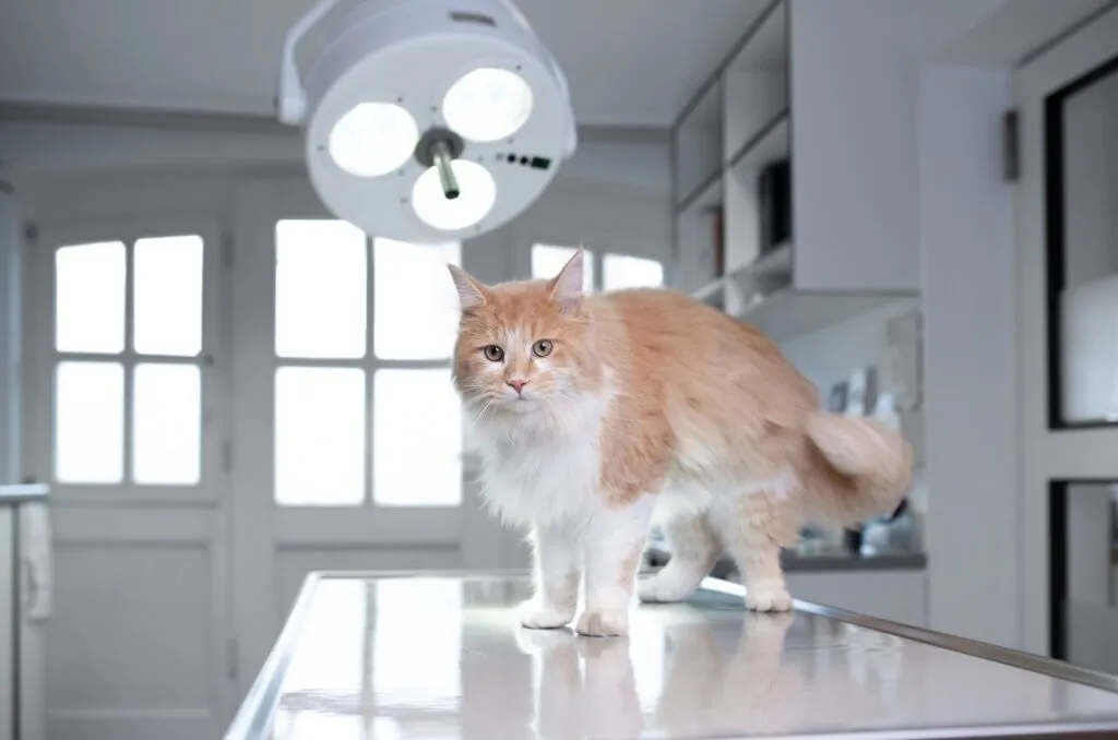 Oranžovo-bílá kočka stojí na veterinárním stole.