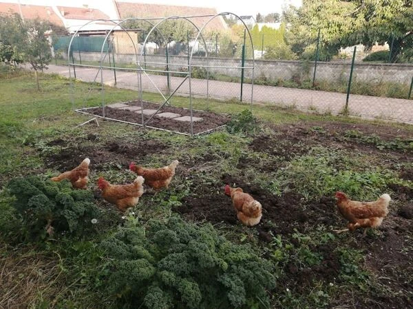 Hnědé slepice brama hledají potravu v zahradě vedle prázdného tunelu.