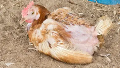 Nemocná kuřecí slepice s rozloženými peřími sedící na zemi.