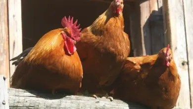 Tři hnědé kuřata sedí na dřevěném trámu před stodolou.